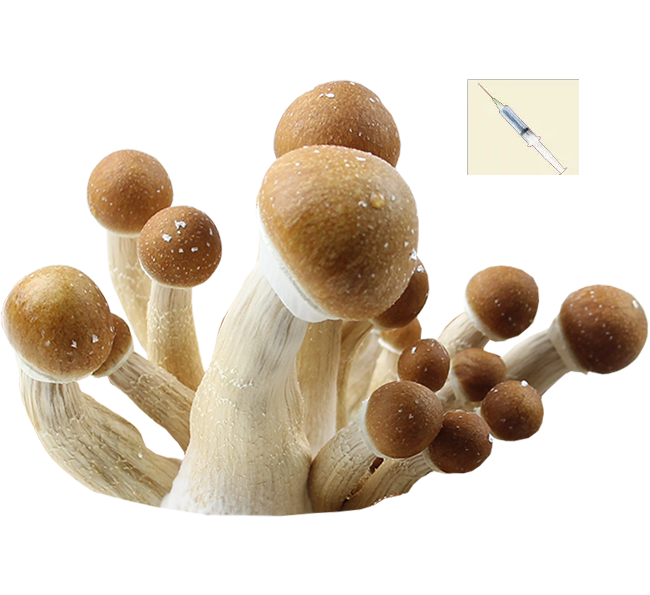 Psilocybe Cubensis Colombian Spor Spruta